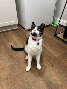 black and white cat